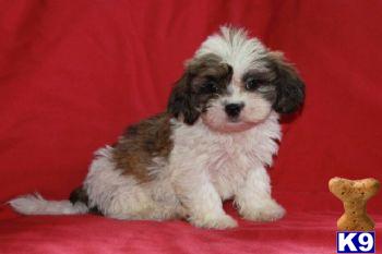 Jasper - Maltese/Shih Tzu Mix Male